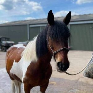 Skewbald, Gypsy Cob, Mare, 14.2hh.