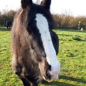 Black, Cob, Mare, 13.3hh.