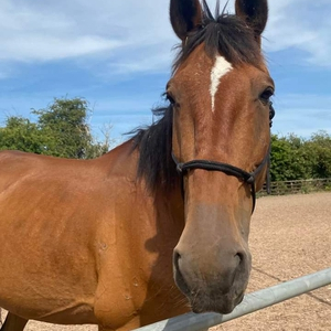 Bay, Standard Bred Gelding, 16.2hh.