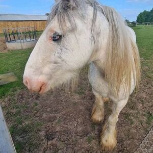 Grey Cob, 13.2