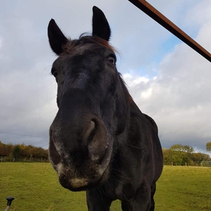 Black, Oldenberg, Gelding, 17.2hh