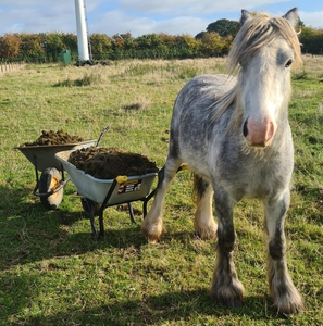 Blue roan, Cob, Gelding, 12.1hh.