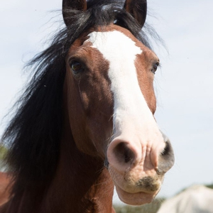 19 year old mare