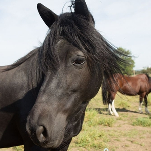 Black, Highland, Gelding, 14hh.