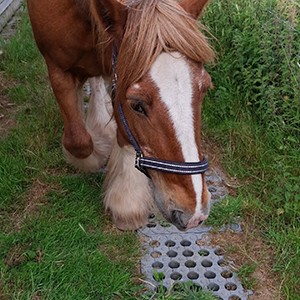 Chestnut, Cob, Gelding, 14.2hh.
